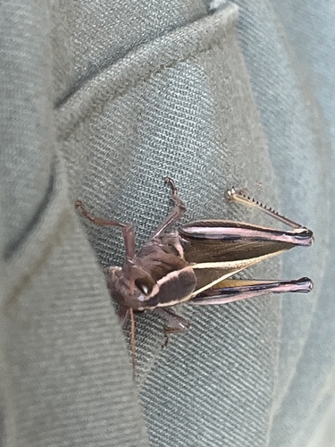Two-striped Grasshopper