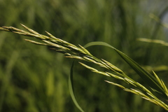 Glyceria arundinacea
