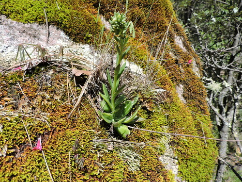 Image of Echeveria mucronata by (c) Favian Flores Medina, some rights reserved (CC BY)
