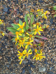 Senecio lugens
