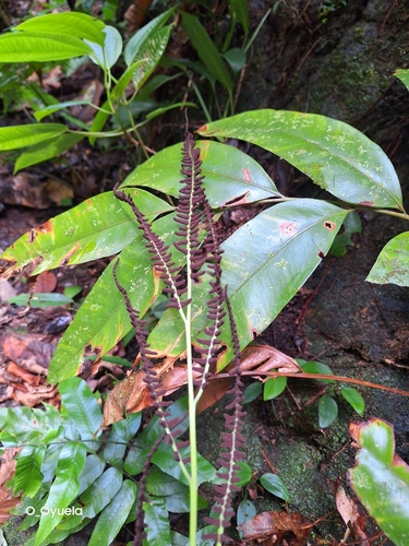 Image of Olfersia cervina by (c) Olvin Wilfredo Oyuela, some rights reserved (CC BY-SA)