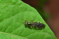 Merosargus stamineus