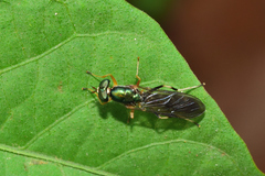 Merosargus stamineus