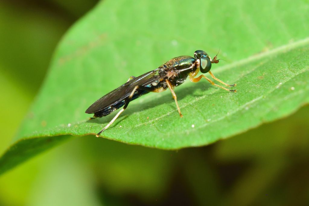 Merosargus stamineus