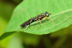 Merosargus stamineus