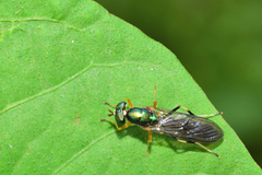 Merosargus stamineus