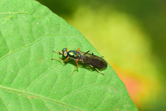 Merosargus stamineus