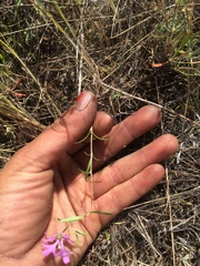 Clarkia pulchella