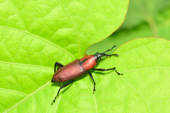Rhodobaenus sanguineus