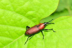 Rhodobaenus sanguineus