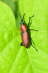 Rhodobaenus sanguineus