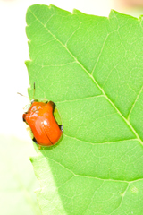 Charidotella emarginata