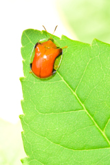 Charidotella emarginata