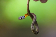 Rhabdophis