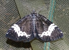Rheumaptera hastata