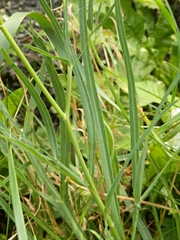 Falcaria vulgaris