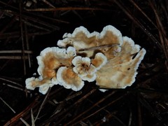 Cantharellus insignis