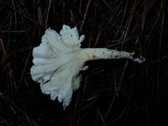 Cantharellus insignis