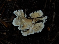 Cantharellus insignis