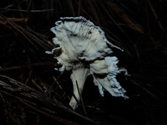 Cantharellus insignis