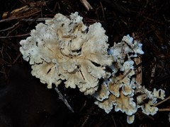 Cantharellus insignis
