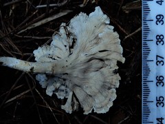 Cantharellus insignis