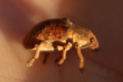 Gonipterus sp2