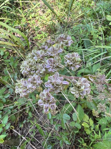 Image of Angelica venenosa by (c) Anne Parker, some rights reserved (CC BY)