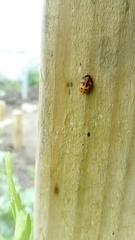 Coccinella septempunctata