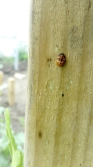 Coccinella septempunctata