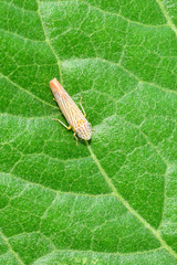 Graphocephala aurora