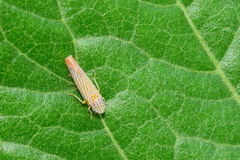 Graphocephala aurora