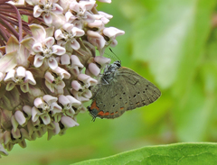 Satyrium acadica