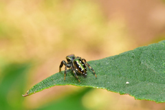 Paraphidippus aurantius