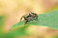 Paraphidippus aurantius