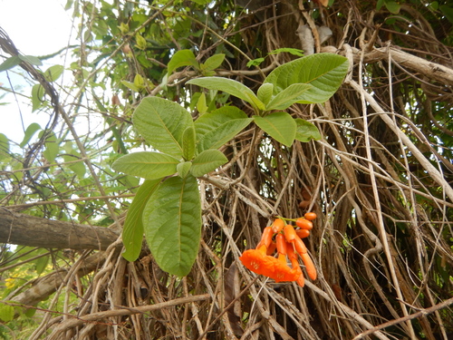 Image of Cordia rickseckeri by (c) stinger, some rights reserved (CC BY)