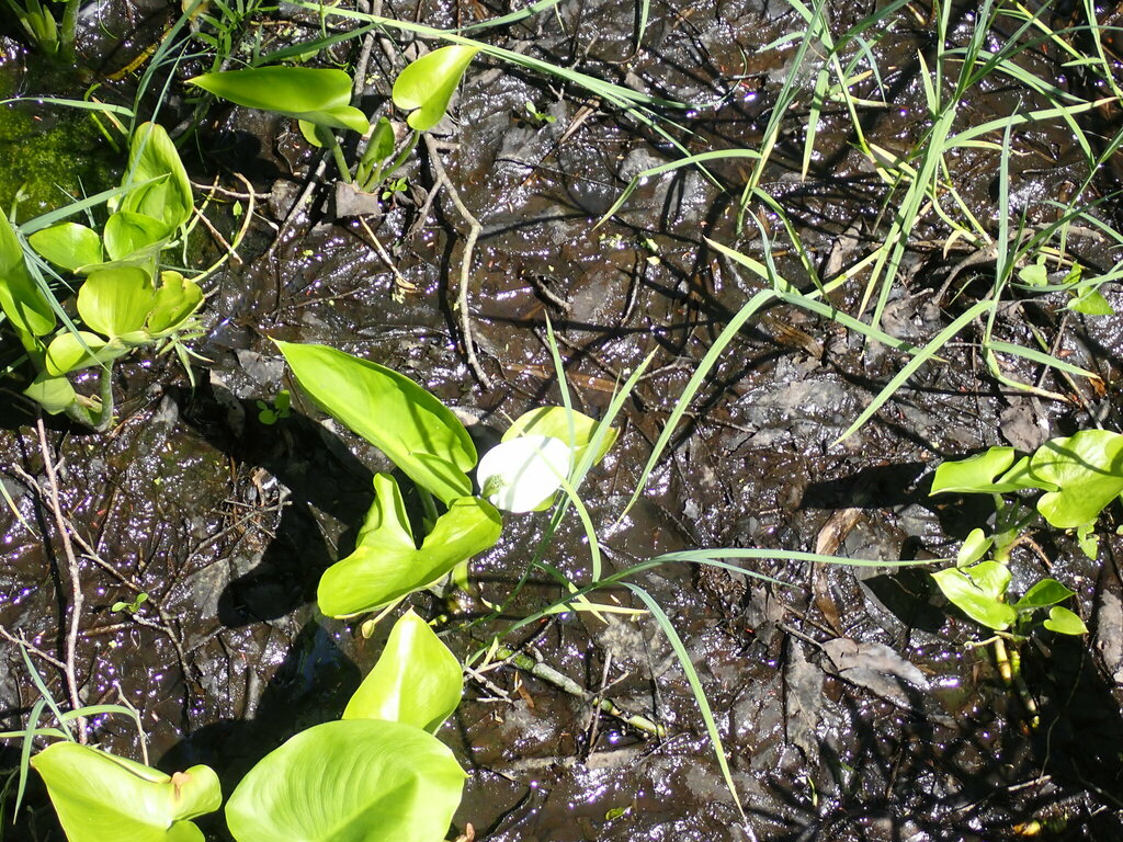 marsh calla in May 2024 by Moses Michelsohn · iNaturalist
