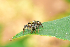 Paraphidippus aurantius