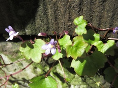 Cymbalaria muralis