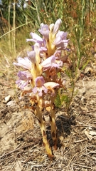 Phelipanche arenaria