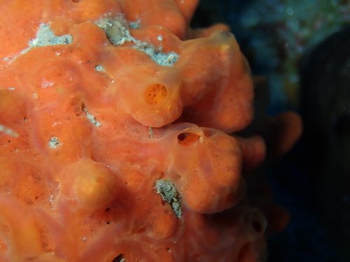Oyster Sponge, photo 6 of 9