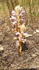Phelipanche arenaria