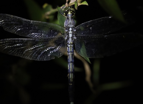 White-tailed Skimmer