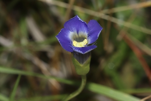 Image of Gentianopsis macounii by (c) Dustin Snider, some rights reserved (CC BY)
