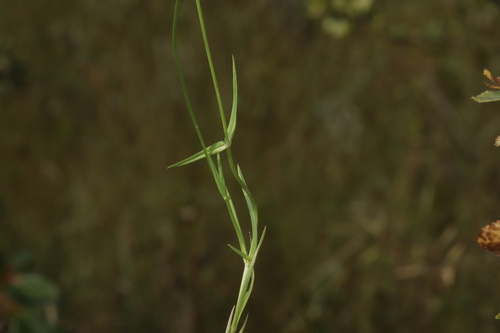 Image of Gentianopsis macounii by (c) Dustin Snider, some rights reserved (CC BY)