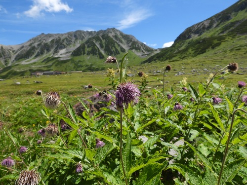 Cirsium otayae iNat (2)