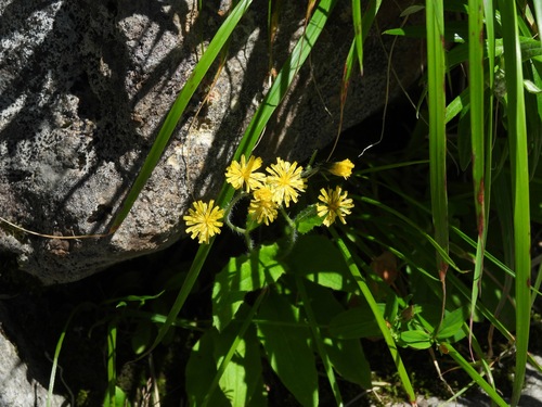 Hieracium japonicum iNat (2)