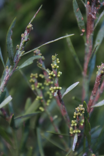 Afrocarpus falcatus