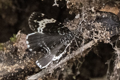 Rheumaptera hastata
