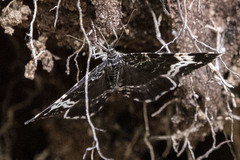 Rheumaptera hastata